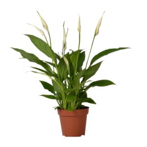 5f97920d28104241ad9143ae95f0e2f28b75429bc0f64542ae18bc3ca7e7a288.jpg Spathiphyllum Bingo Cupido