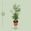 6409fb7cb5e54594934c31d8d2ed672bafdcfcef1d94453cbcc8798df026c710.jpg Chamaedorea Elegans - Mexikanische Bergpalme