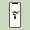 Alocasia Wentii - Elefantenohr