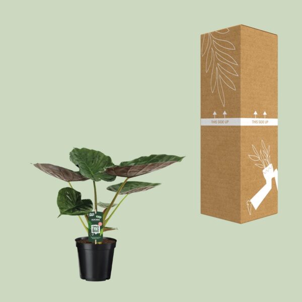 Alocasia Wentii - Elefantenohr