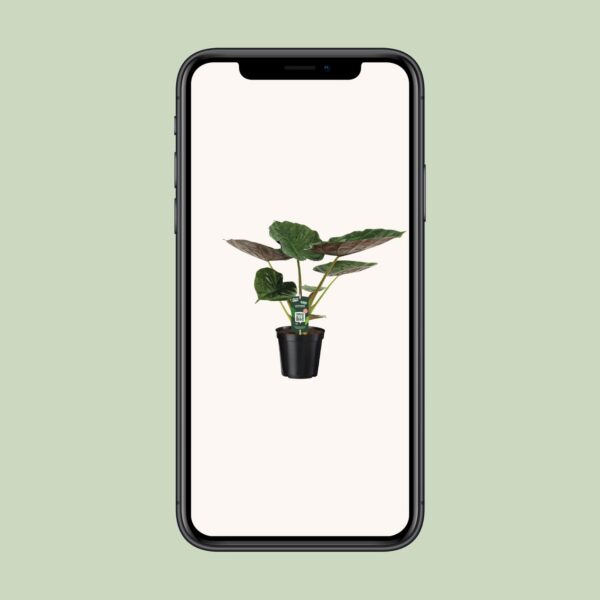 Alocasia Wentii - Elefantenohr