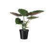 Alocasia Wentii - Elefantenohr