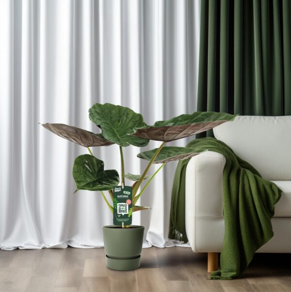 Alocasia Wentii - Elefantenohr