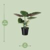 Alocasia Wentii - Elefantenohr
