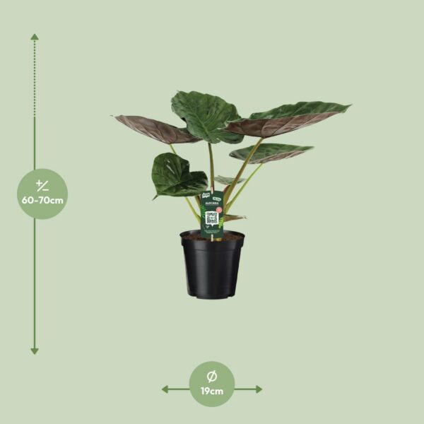 Alocasia Wentii - Elefantenohr