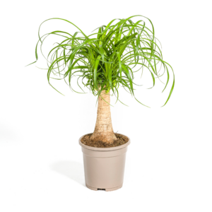 cdfa07cb99ea4dde928ad035c83fadae7b58e6dbd87b4f8880aa25b5ee1a936e.png Beaucarnea Recurvata Stängel