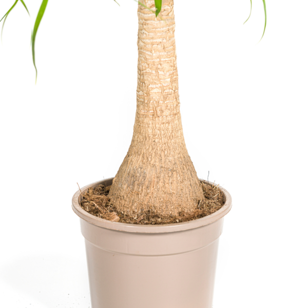 Beaucarnea Recurvata Stängel