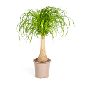 0897685712054ff498d61b911578db1f55df4ebebbc64746ab173617a2c02511.png Beaucarnea Recurvata Stängel
