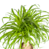 Beaucarnea Recurvata Stängel