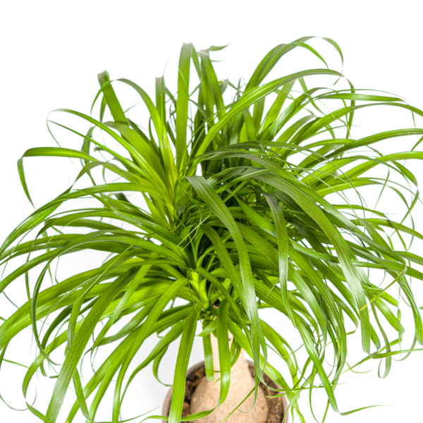 Beaucarnea Recurvata Stängel