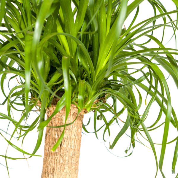 Beaucarnea Recurvata Stängel