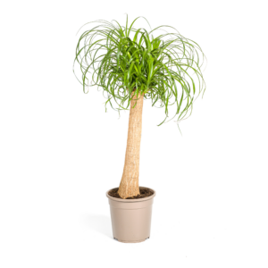 3997100aa45747f39a299105f5bd8061cf57959323e84b12bb78e4dd8aec91cb.png Beaucarnea Recurvata Stängel