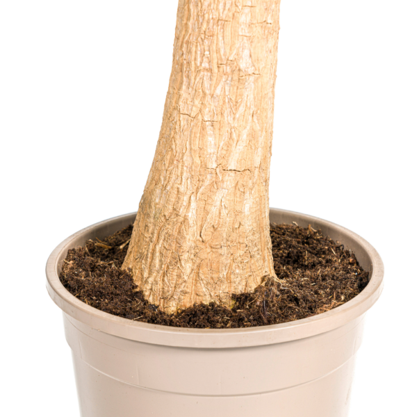 Beaucarnea Recurvata Stängel