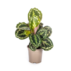 4223a3cba8b14cac82e87b1b68a1564ac5c88611cb144b0f9666e610fbe67618.png Calathea-Medaillon