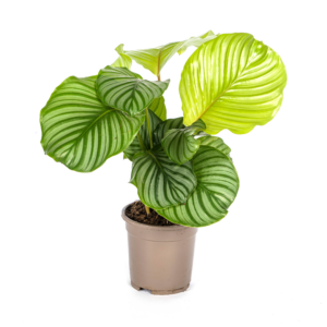 3e53fc05a0a9457b949c45c04b16a28cc00c4d7705bc47e6b6bbd80df89115ae.png Rundblättrige Glockenblume (Calathea orbifolia)