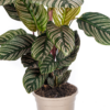 5d14f6f6b8fa4fae85843efd1271582261303a8ae74442b58e70bec397022973.png Calathea Ornata Sanderiana