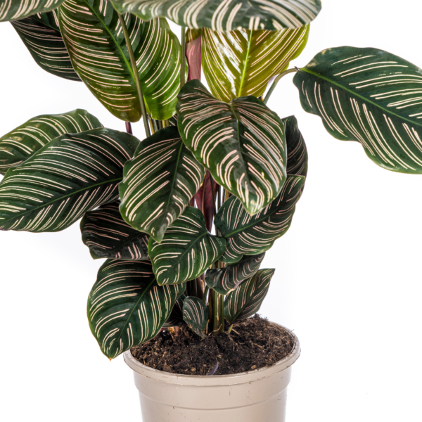 5d14f6f6b8fa4fae85843efd1271582261303a8ae74442b58e70bec397022973.png Calathea Ornata Sanderiana