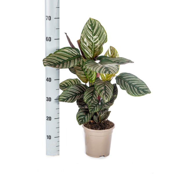 7097cc434f614fe794c0307c0ac4e34402d30af3635d4bbfb0da329ff357b60f.png Calathea Ornata Sanderiana
