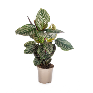 91b210f17182478e8b403495195d8d4fd90cc7df24eb4176bd8984fb6fb6f691.png Calathea Ornata Sanderiana