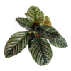 ebb354432b384369812ef206b7ab76bec1b3b1bff67248d3bd7cec5c71412568.png Calathea Ornata Sanderiana