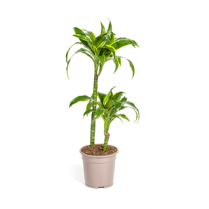 47dd468e85cd4e818c641715d387b8bba8efcecec7f74fe8bbe144ecd08782d6.png Dracaena Deremensis Dorado