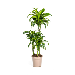 5a0d6fe8ee494089aafb94c1869d946566268a69a0354b11b81bddd3b6230b3e.png Dracaena Deremensis Dorado