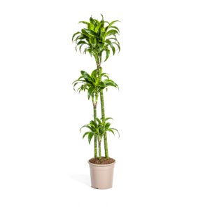 fe9f62f1d553476d8ba8039cb2aa8417fb1df0302b0547f8b9cb634e661a30c4.png Dracaena Deremensis Dorado