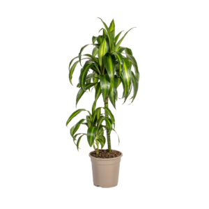 1115852bf15441a79edf6b5720d31114039ea2601b7c44d2a5624cfdcd7216d2.png Dracaena Deremensis Hawaiianischer Sonnenschein