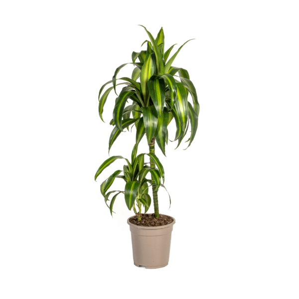 Dracaena Deremensis Hawaiianischer Sonnenschein