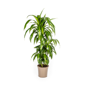 218991787cab449e9baad0819c45b9b64aba94b4e593430b937393d6aaa71d76.png Dracaena Deremensis Hawaiianischer Sonnenschein