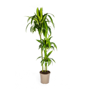 0ed5275e76a044a8bb9c47a6e83235aa90c3705eaab84003a95142406f6026fb.png Dracaena Deremensis Hawaiianischer Sonnenschein