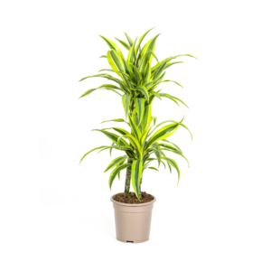 9323e96be7f941b7b77b2ba2f7dbac8c96ac6d83bce1422f94df25313aa5cc2b.png Dracaena Deremensis Zitronenlimette