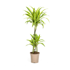 f3ffc8ae54a84d559b3101568dbd5f1a8f3fd624579840f39de9f4eb789685b2.png Dracaena Deremensis Zitronenlimette