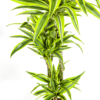 Dracaena Deremensis Zitronenlimette