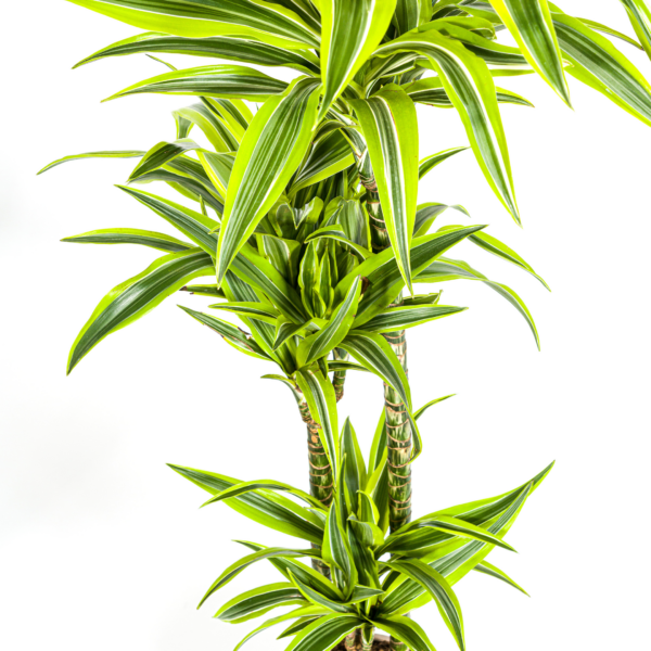 Dracaena Deremensis Zitronenlimette