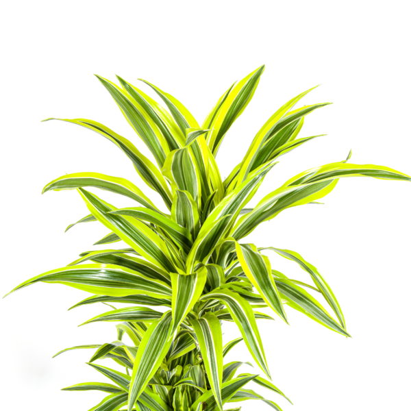 Dracaena Deremensis Zitronenlimette