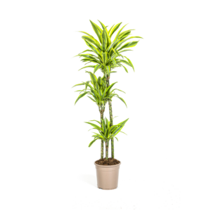 66c2c4c8bf7a45c092b70c92032ee72351d1f7669fd34cfbb4e9da25e2bc9020.png Dracaena Deremensis Zitronenlimette