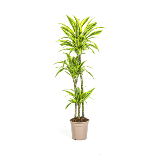 Dracaena Deremensis Zitronenlimette