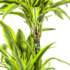Dracaena Deremensis Zitronenlimette