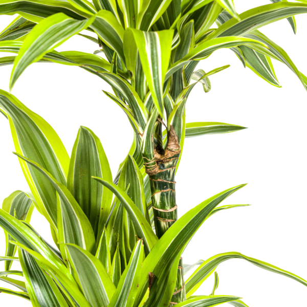 Dracaena Deremensis Zitronenlimette