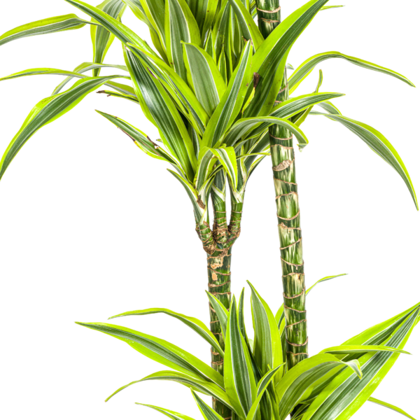 Dracaena Deremensis Zitronenlimette