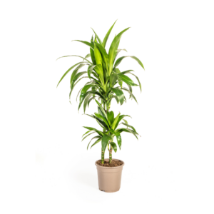 0c8a1a8a4aa6433a985ccd2547d9cad29dedf372e35745f0b3be829ca9adc2f9.png Dracaena Deremensis Lisa