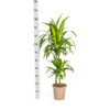 Dracaena Deremensis Lisa