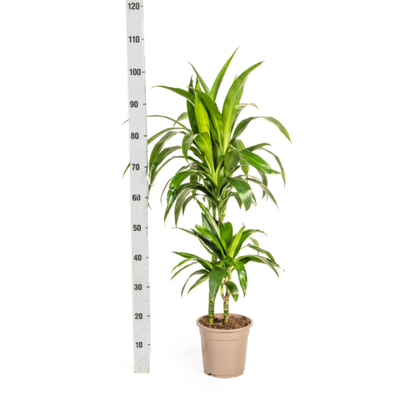 Dracaena Deremensis Lisa