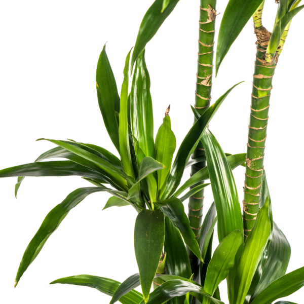 Dracaena Deremensis Lisa