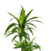 Dracaena Deremensis Lisa