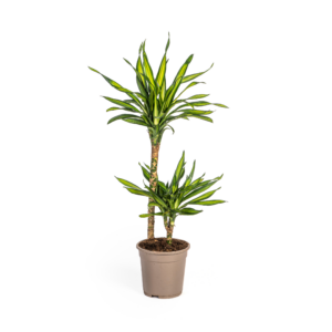 91c3a0b854954521a46441eff32ff3531251296e6feb45c9a599915b044e36ee.png Dracaena Deremensis Rikki