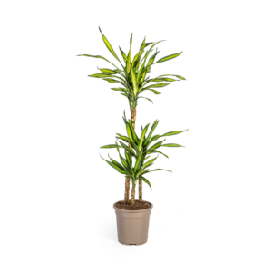 e8f7e033d48e4486af8c1f48a84ebcab5199f37f3c9d43f4af68ecf3fbd3481b.png Dracaena Deremensis Rikki
