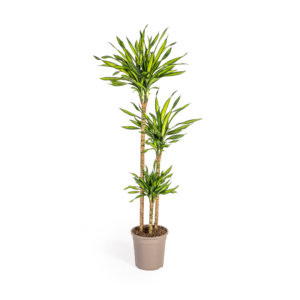 f76a29e5df154fb9884e40a4c3cea120902b28ed88644fb9be975c1a584d00ef.png Dracaena Deremensis Rikki