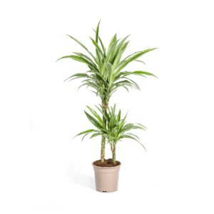 970b51eb49034b299d8fbd628c910ac93c125a934a3d47dba2195f8d21f15668.png Dracaena Deremensis Weißer Streifen